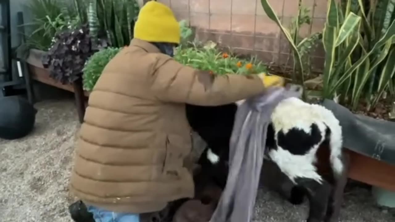 Helping this little guy out. cartercountrymeats.com