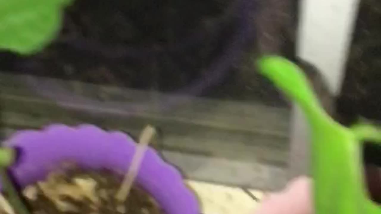 8 Day Old Beans