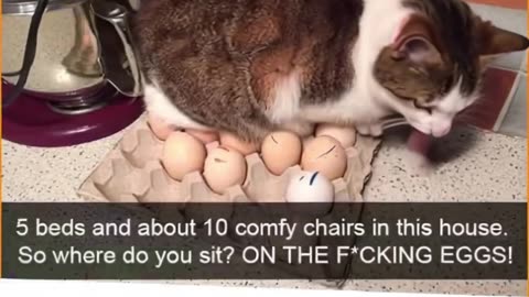 gato chocando ovos