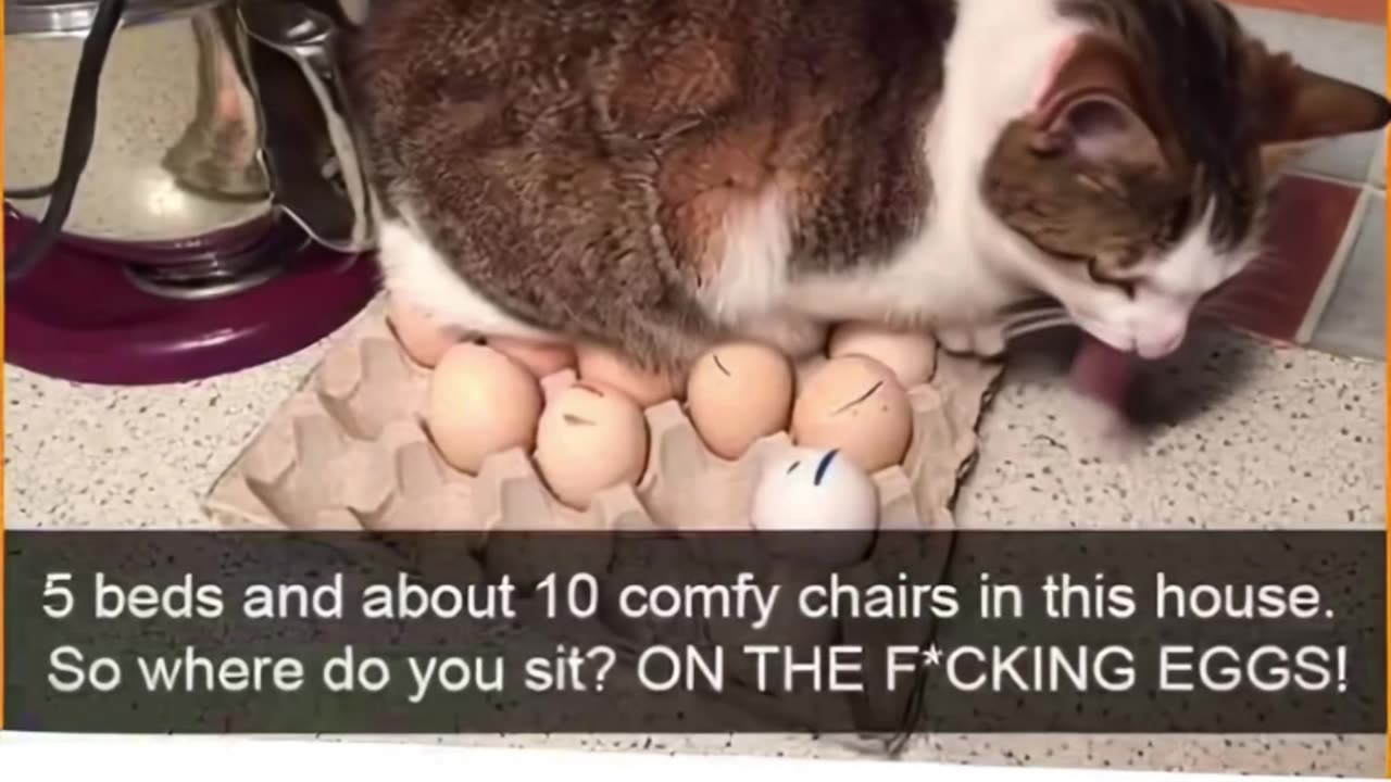 gato chocando ovos
