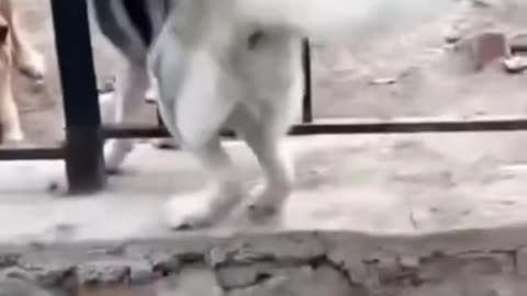 Yo Scout! High Five Moments and Epic Silence!