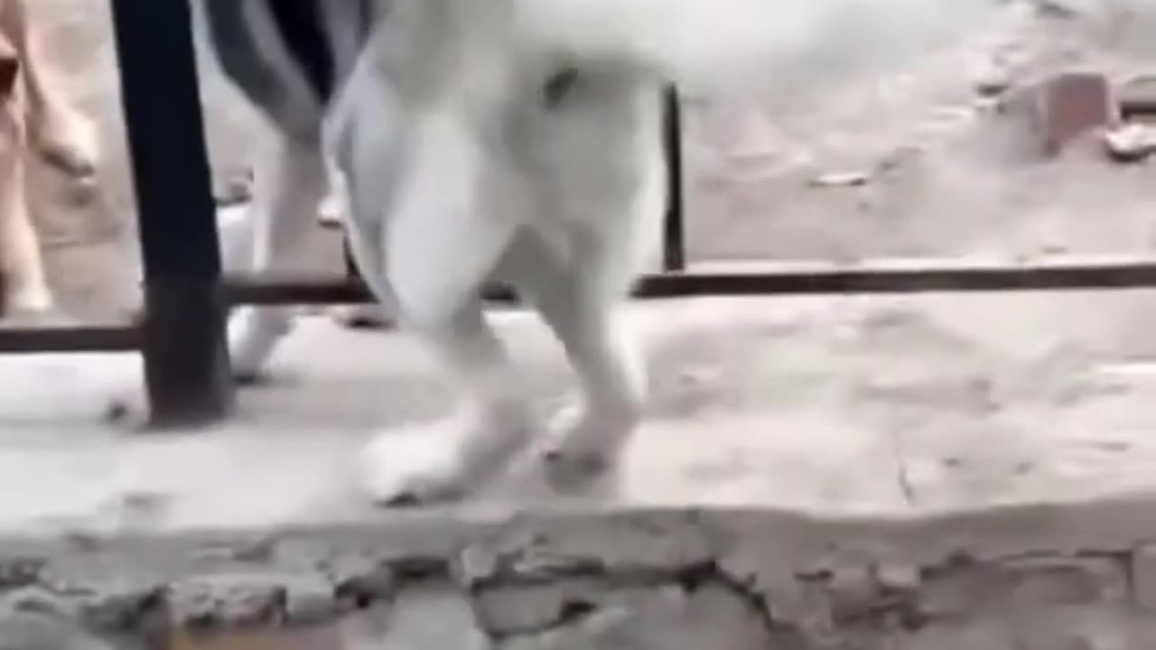 Yo Scout! High Five Moments and Epic Silence!