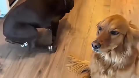 Fail dogs