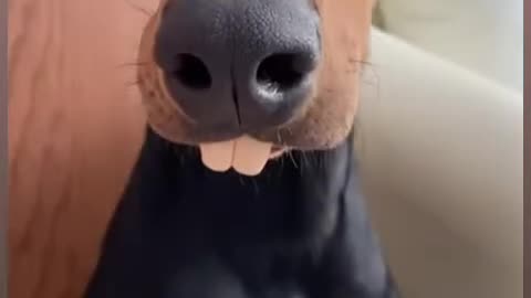 Punny dog