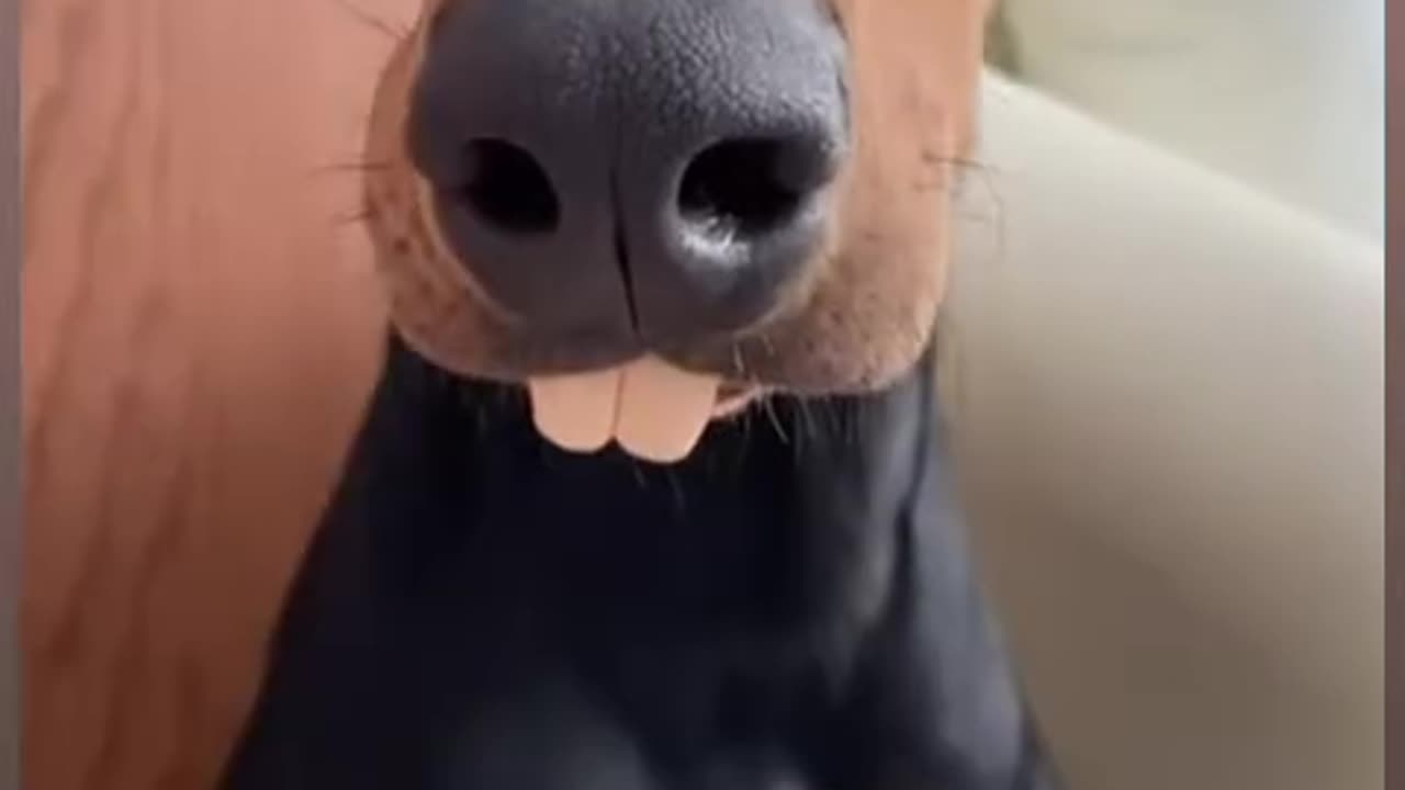 Punny dog