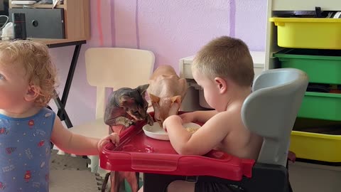 Sphynxes Steal Food From Son