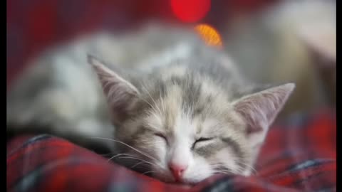 Indian Researchers: Cats Meow More Around Men