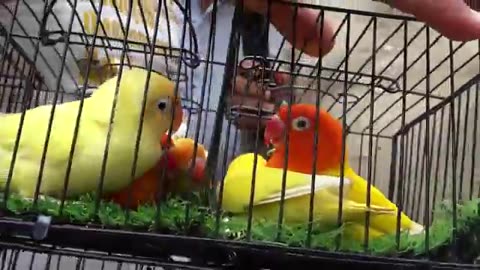 Birds market karachi