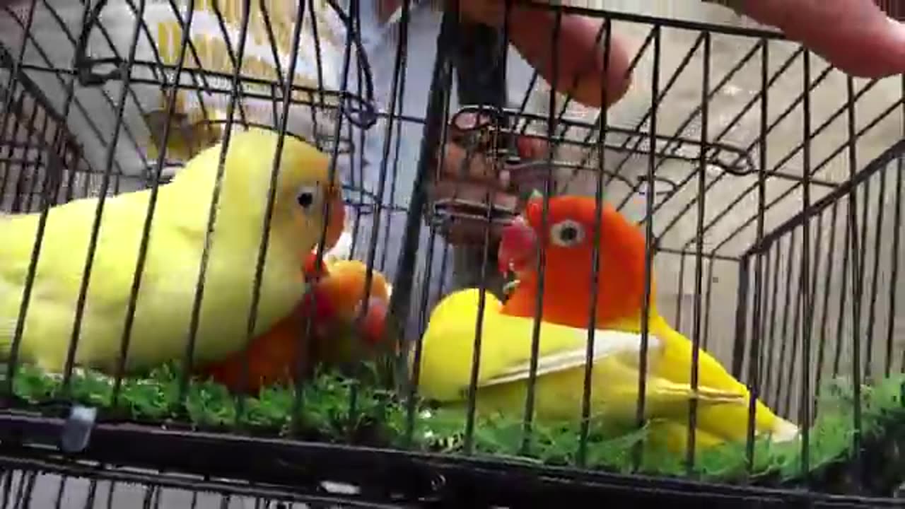 Birds market karachi