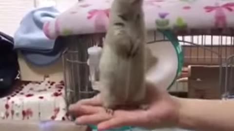 Chipmunk Balance