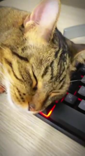 Catching some ZZZZZZZZZZZZZZZZZZZZZZ