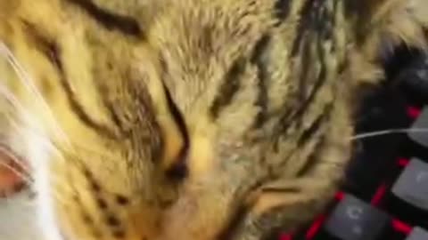 Catching some ZZZZZZZZZZZZZZZZZZZZZZ