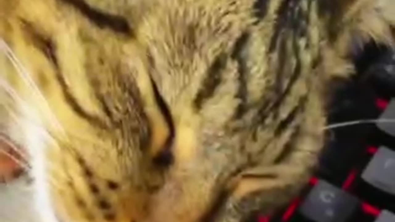 Catching some ZZZZZZZZZZZZZZZZZZZZZZ