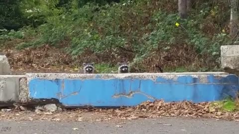 Funniest Animal All in One