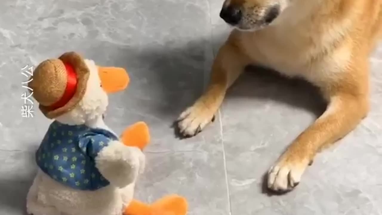 Dogs are always full of surprises