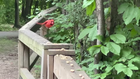 Male Cardinal