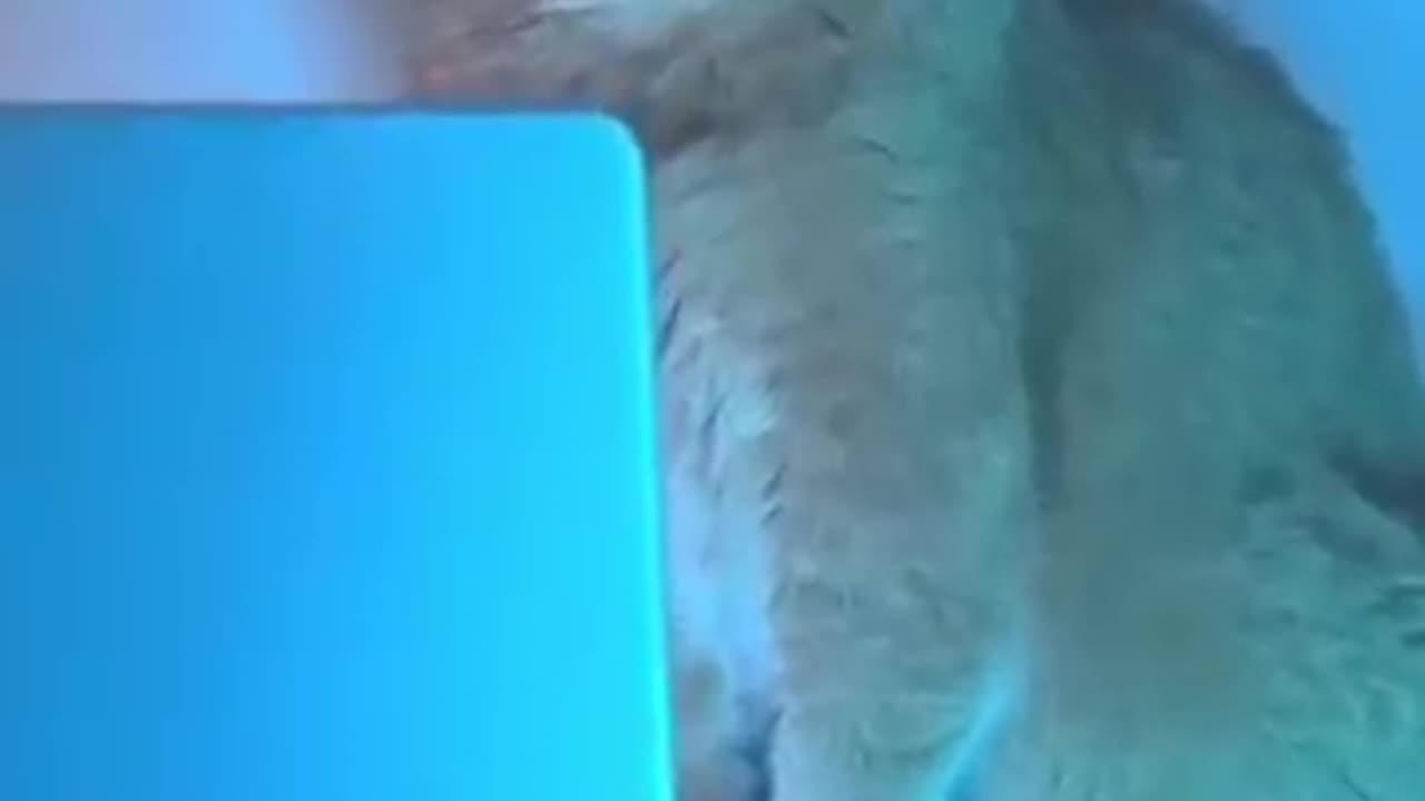 Cat Kindness