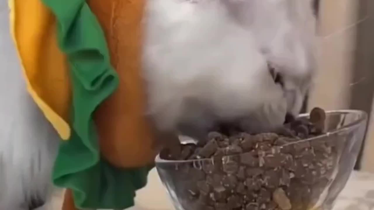 Cat-titude Overload | Cute & Funny Cat Chaos 😹✨