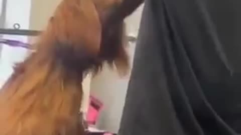 Dog's assistant