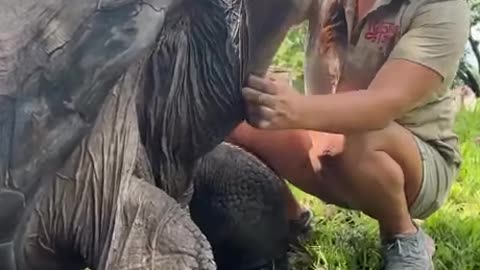 Super Tortoise