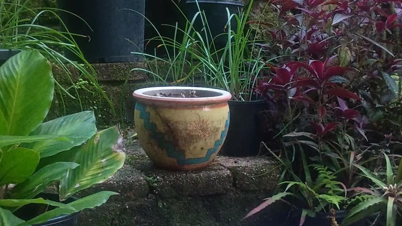 3 12 2025 Party in the Park, Kuranda