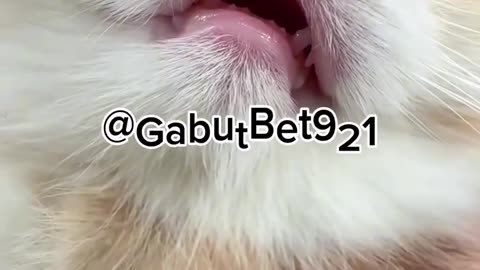 funny cat