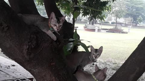 Baby cute cat