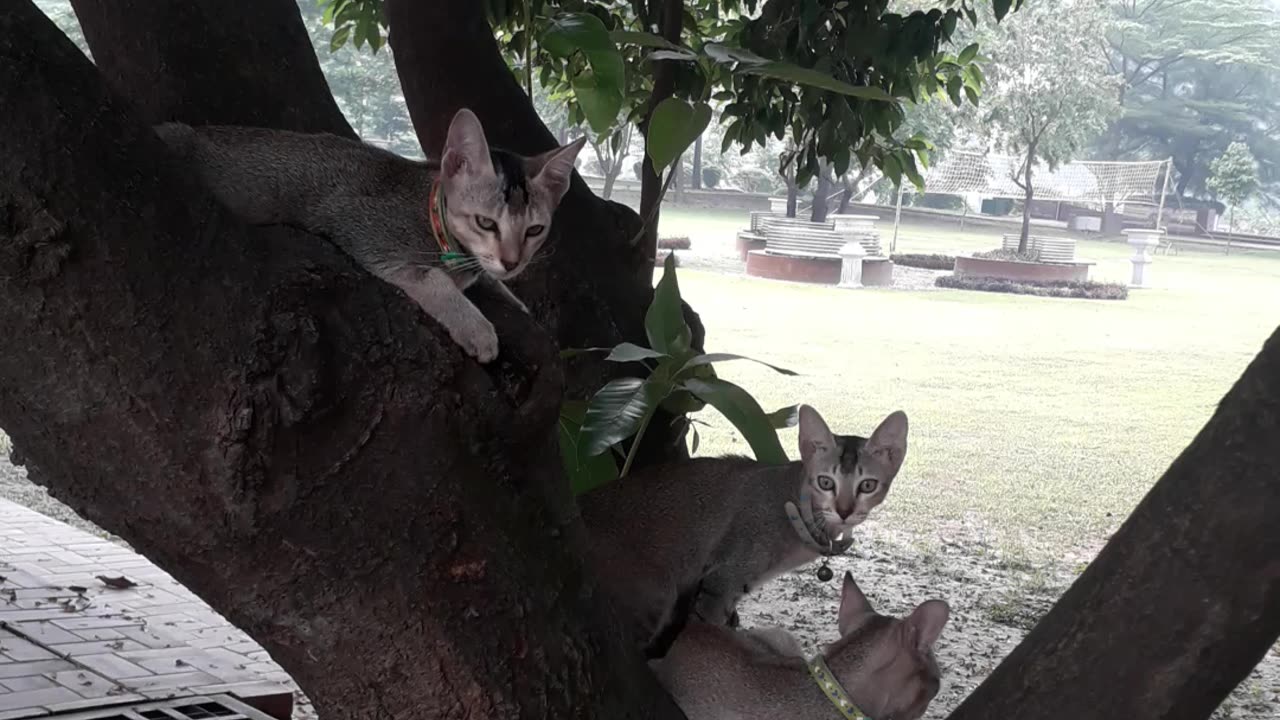 Baby cute cat