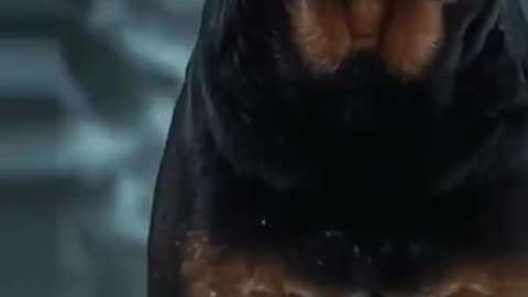 🔥 ULTIMATE DOG SHOWDOWN 🔥