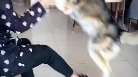 Little dogs comedy Videos 🤣 so cute videos 😍 funny videos 🤣 Live Camera HD 😍