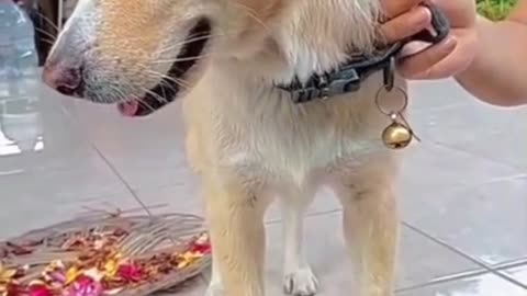 Bali Dog Alex Wants to Be Famous! 😂🐶 The Funniest Dog Trying to Go Viral