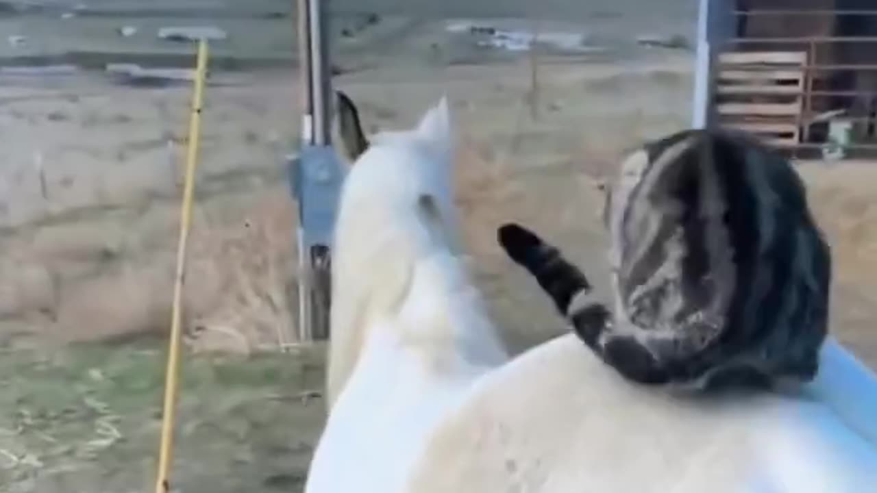 Adorable Pet Friends