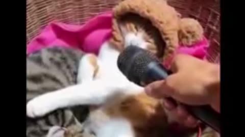 "Hilarious Cat vs Dog Showdown: Who's the Real Boss?"