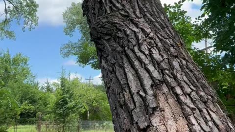 Fearless Corgi Chases Raccoon Up Tree