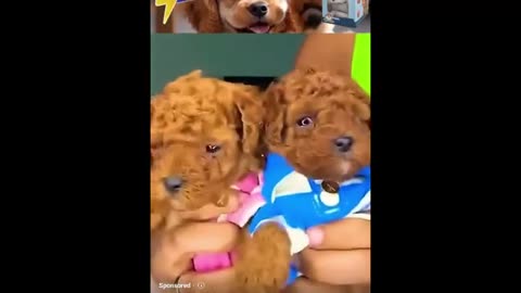 the AI dog situation is really crazy, no honest, i swear. it's REALLY something