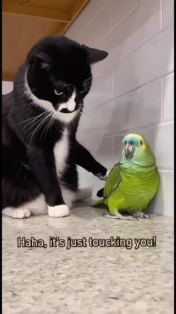 Parrot 🦜 funny talk