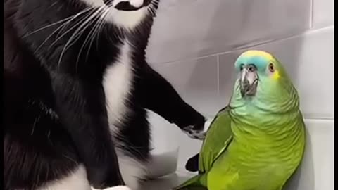 Parrot 🦜 funny talk