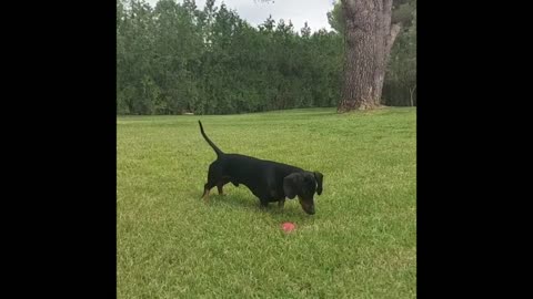 Playful Miniature Sausage dogs Instagram Funny Videos Compilation