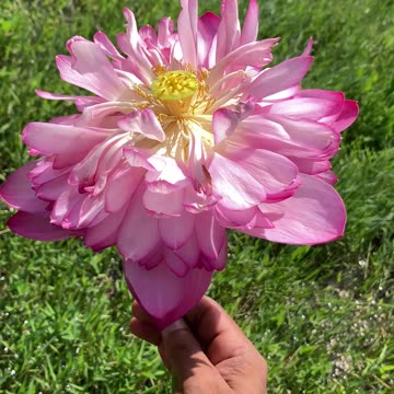 Amazing flower 😨🌸