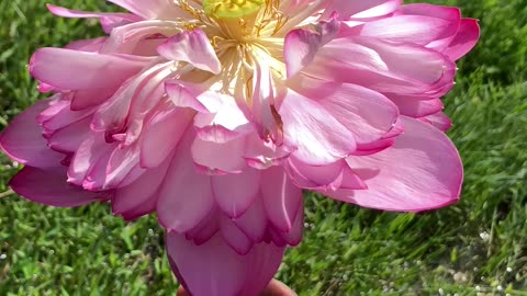 Amazing flower 😨🌸