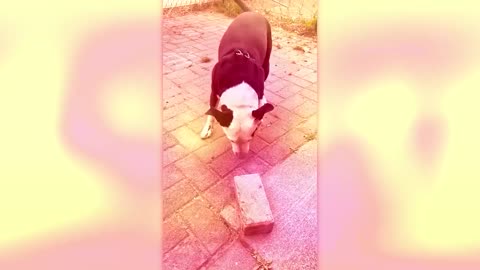 Funniest Animals - Best compilation !!