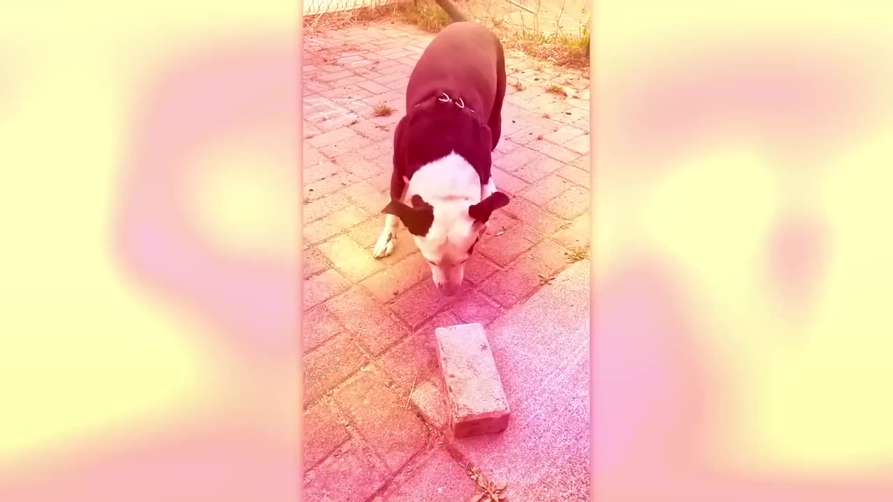 Funniest Animals - Best compilation !!