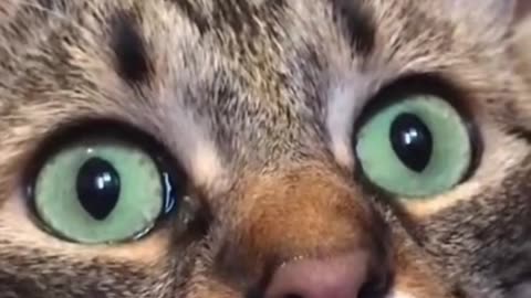 Ah, so that's why the cat froze.