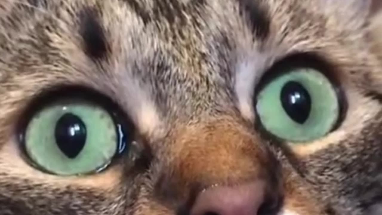 Ah, so that's why the cat froze.