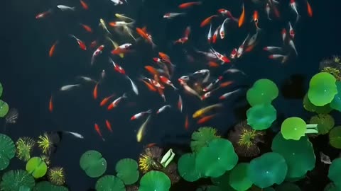 Koi