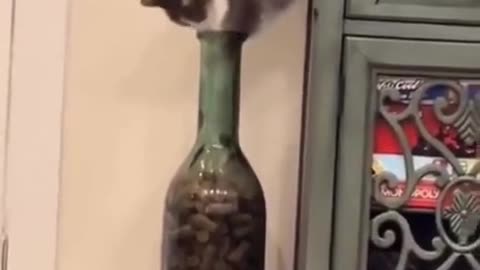 Cat has a moment of realization