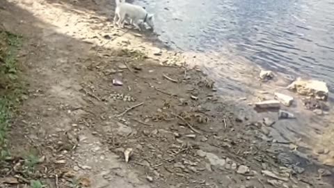 dog