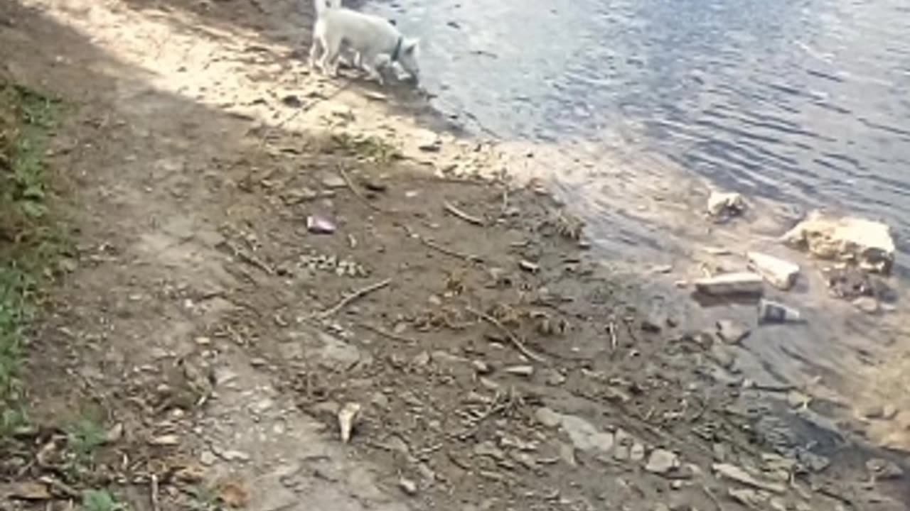 dog