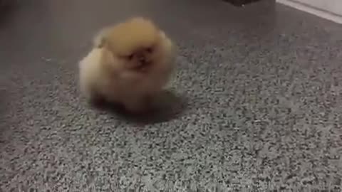 Tiny Dog Barking