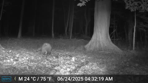 raccoons play